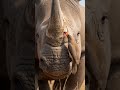 The Rhino's Tiny Doctor #4khdr #africansafari #aivideo