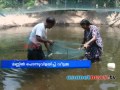 Fish farm