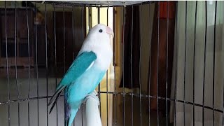 LOVEBIRD cik cik cerrr,suara brung labet ngetik ngekek gacor