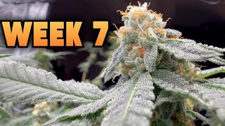 WEEK 7 FLOWER in 4x4 Grow Tent