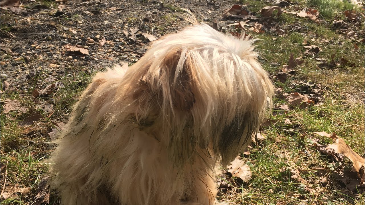 Lost Dog Rescue, Sledding, Reptiles, and Amphibians In New Jersey! Late