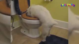 Разные приколы с разными животными. Кот на витрине. Разные приколы с разными животными. Кот на витрине.
