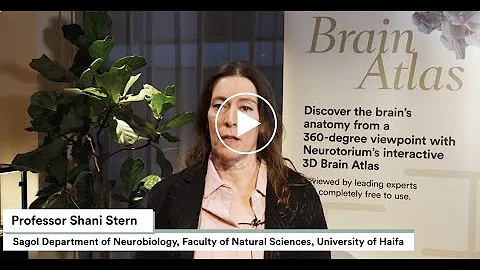 Exploring the Potential of Stem Cell Exosomes for the Treatment of Brain Diseases