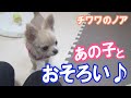 【あの子とおそろい】チワワのノア #64 ～ Chihuahua wearing matching clothes with that child ～