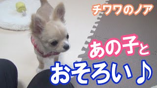 【あの子とおそろい】チワワのノア #64 ～ Chihuahua wearing matching clothes with that child ～