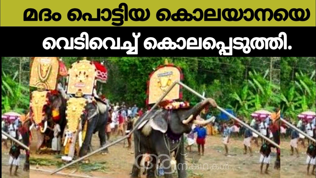 മദം പൊട്ടിയ ആനയെ തളയ്ക്കുവാൻ കഴിയാതെ വന്നപ്പോൾ  വെടിവെച്ചു കൊnnu | Elephant video malayalam
