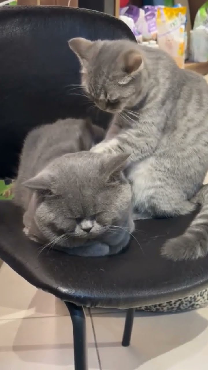 Très drôle le chat ? ? ? ? ? ?