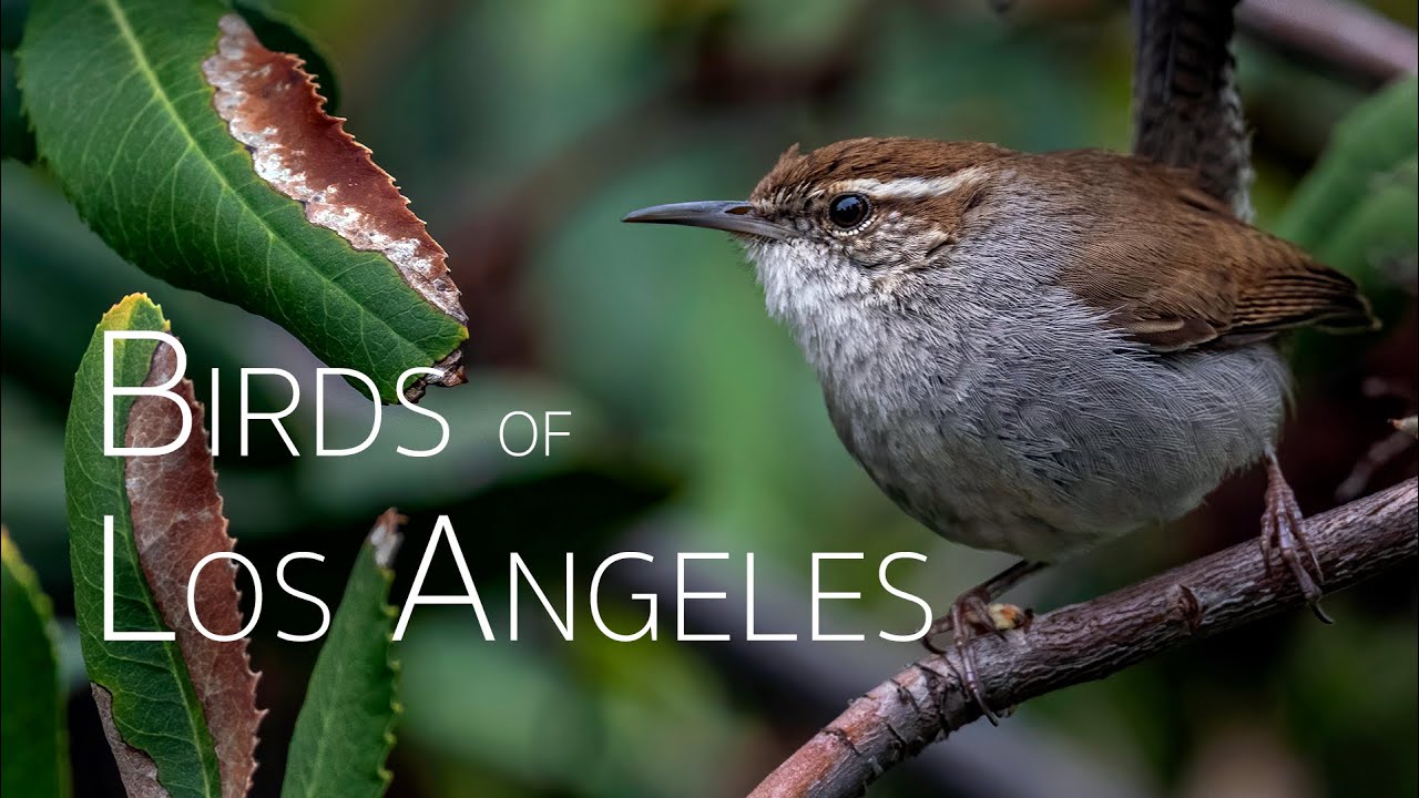 LA's Wild Wonders Birding Bliss! Birds of Los Angeles YouTube