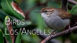 LA's Wild Wonders: Birding Bliss! | Birds of Los Angeles