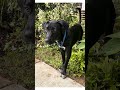 Rhiannon video