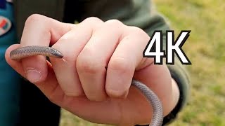 Pet Snake for the kids #snakes #worm #outdoor