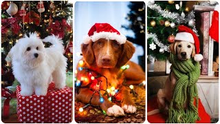 Why Christmas is the Best Time to Get a Dog by Pets Expo 75 views 5 months ago 2 minutes, 16 seconds