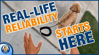 This Or That's: Why Most Dogs Never Become Decision-Makers #331 #podcast
