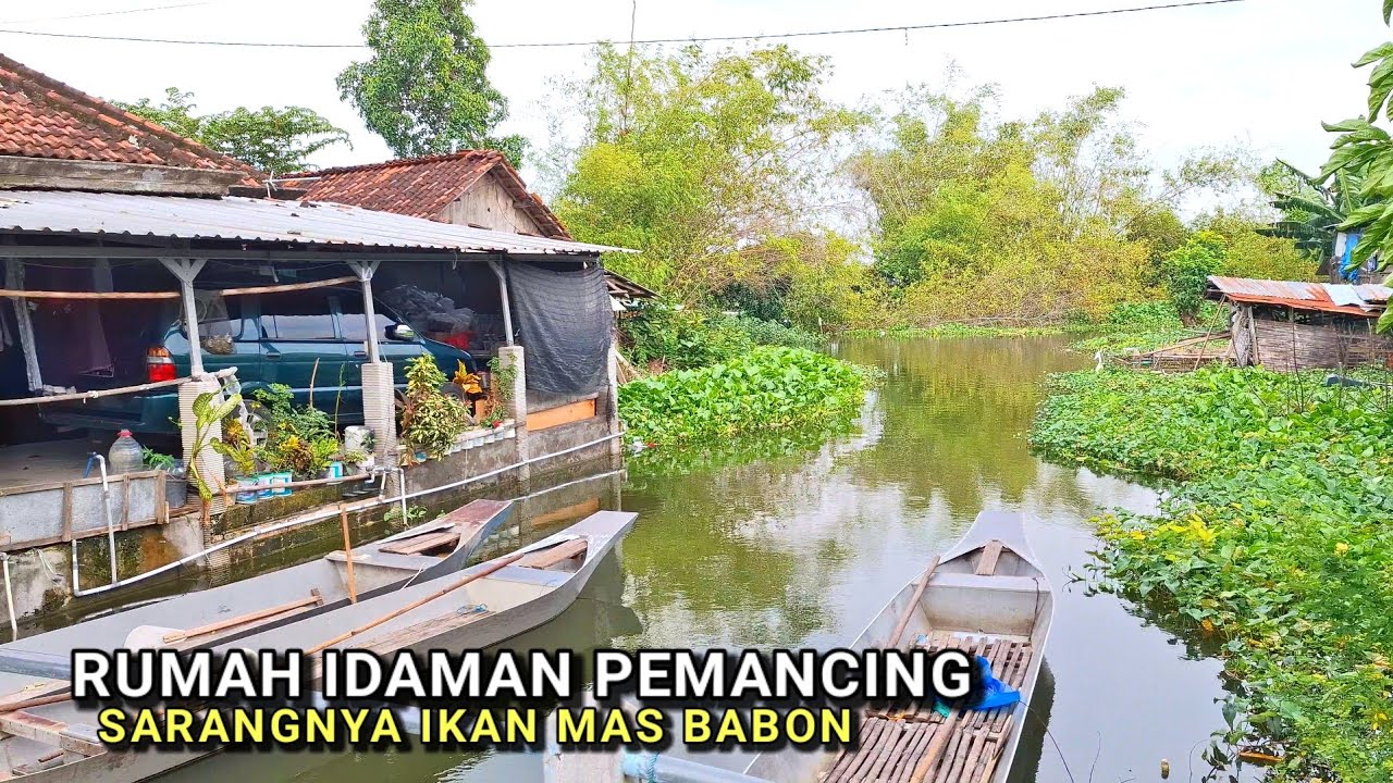 Ganas Banget! Mancing ikan mas besar di sungai sekitar rumah