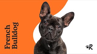 Everything to Know About French Bulldogs by Rover 12,070 views 7 months ago 2 minutes, 15 seconds