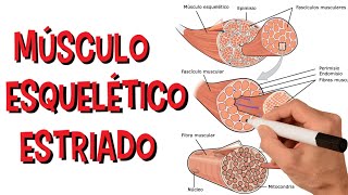 Sistema Muscular - Músculo Estriado Esquelético