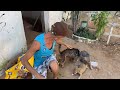 Encontrei esses cachorrinhos abandonados na rua 