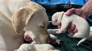 WEIGH TO GO!  Lil Lab Puppies Weigh In on Day 2 screenshot 3