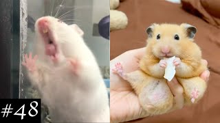 Funny And Cute Hamsters Compilation Hungry Monsters