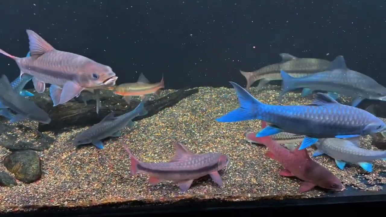 Cute fishing 🤩🎣 Amazing fishing son 😍