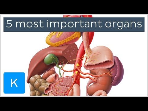 5-most-important-organs-in-the-human-body---human-anatomy-|-kenhub