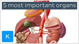 5 Most Important Organs In The Human Body Human Anatomy Kenhub Youtube