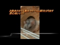 ちょっと笑えるわが家のサファイヤブルーハムスター　マロン♀