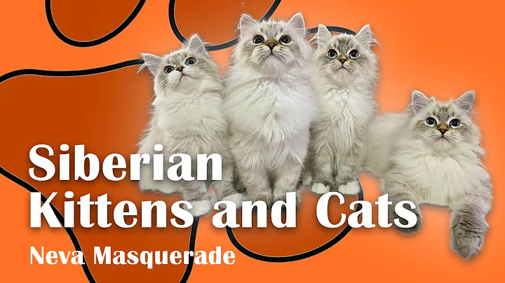 Video 161931: neva masquerade cat, siberian cat kitten, siberian cat playing, siberian cattery, colorpoint siberian
