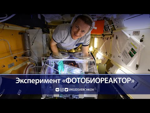 Сергей Кудь-Сверчков: проведение эксперимента «Фотобиореактор» на МКС