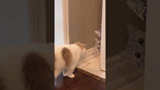 FUNNY Cat Cutout Prank #shorts