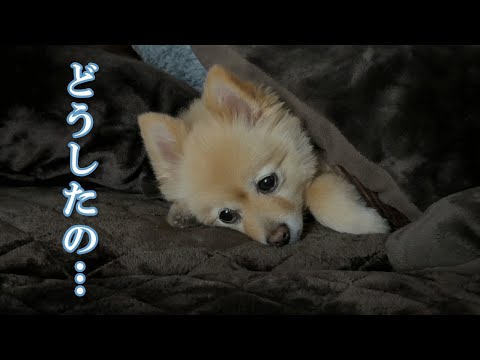 新生活になってから、愛犬に変化が現れました…
