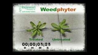 Weedphyter Weedkiller Video