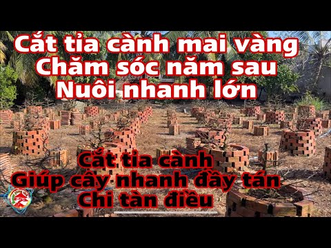 #2023 cắt cành mai vàng chăm sóc nhanh lớn