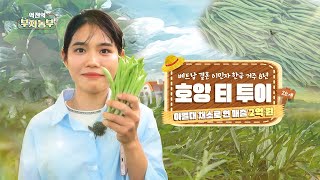 [201회] 아열대 채소로 연 매출 2억!!! '전북 정읍시 호앙 티 투이 부자농부'