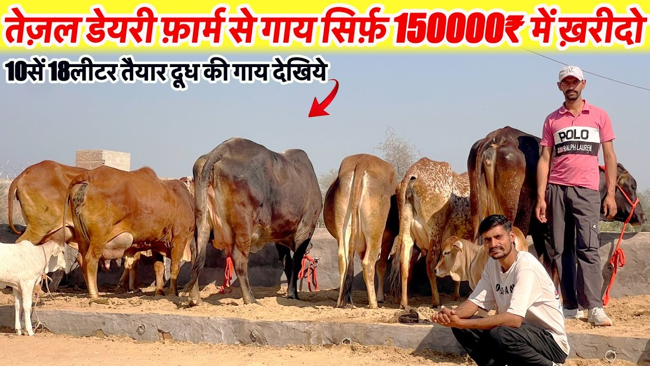 तेजल डेयरी फ़ार्म रायसिंहनगर से गाय सिर्फ़ 15000₹ में खरीदो 10सें18 लीटर दूध तैयार रहेगा~Raysingh