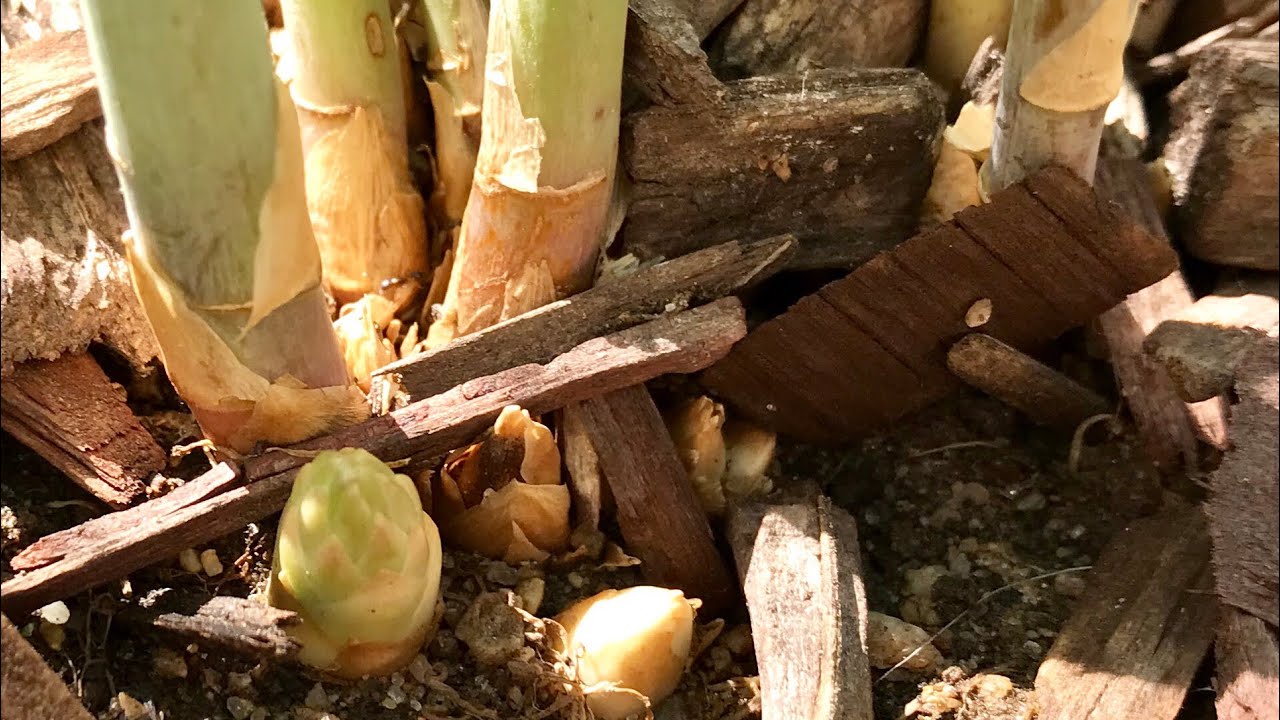 Grow Asparagus in October! (Less than a Year Old) - YouTube
