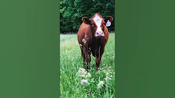 My girl Hazel 🐮 #cow #farmlife #cattle #cows #cowsmakemehappy