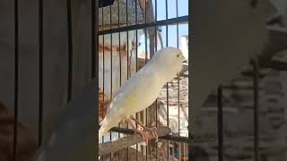 Download Lagu kenari Putih gacor panjang, Pancingan Kenari Paud Belajar Bunyi, terapi AMPUH Kenari MACET #birds MP3