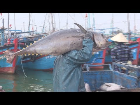 Video Cận cảnh CÁ NGỪ KHỦNG do ngư dân Phú Yên câu được - youtube