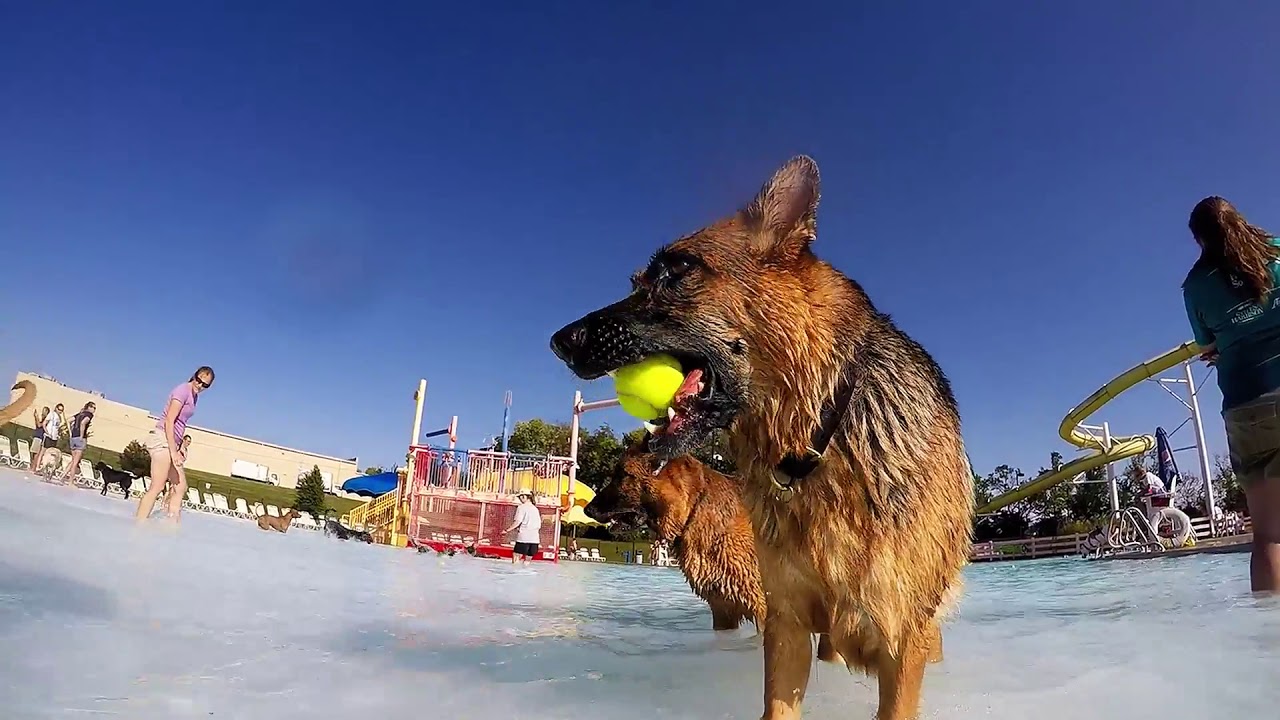 pawsinthepool