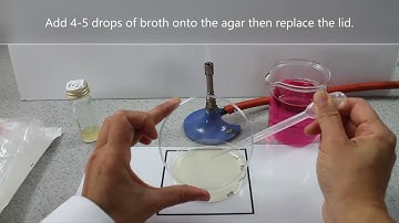 Making a microbial lawn plate