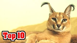 Top 10 Unusual Cat Breeds