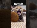 眠そうな赤ちゃんチーター #チーター #動物