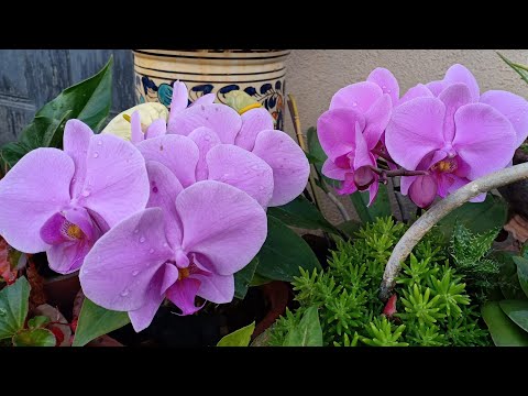 Video: Skillnaden Mellan Dendrobium Och Phalaenopsis Orchids