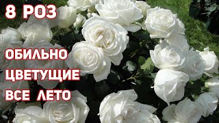 ТОП 8 - Белые розы и не только! ООчень крупные цветы, стойкость и здоровье отменное!