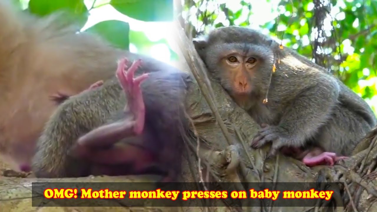 The baby monkey was pressed down by the mother monkey, pressed so hard that she couldn't breathe