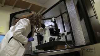 Georgia Tech: BioMedical Engineering and Malaria Detection
