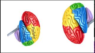 Focal Brain Anatomy