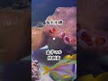 海水水槽✖︎ 金子みゆ /絆創膏/ブサメンファイター