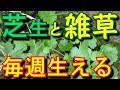 芝生によく生える雑草と土壌管理